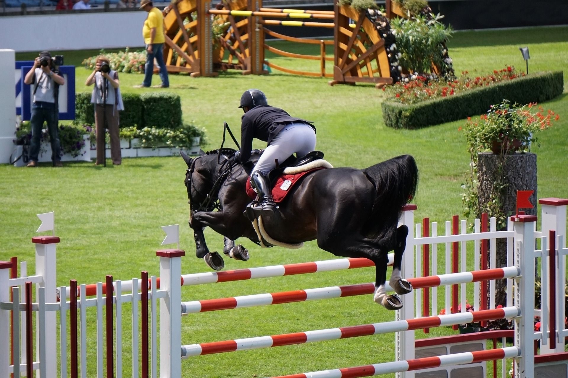 Bild eines über Stangen springenden Pferdes